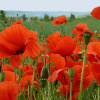 Mohn